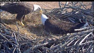 March 11 2025 Bella & Scout Play Pass the Bedding Cute Interaction & View of Eggs NCTC Bald Eagles