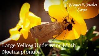 Facts About Large Yellow Underwing Moth | Huismoeder Mot | Nachtvlinder | Noctua pronuba | Info