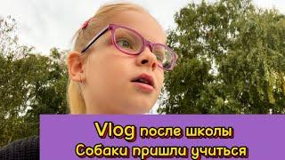 Vlog после школы | собаки пришли учиться | и снова 3 сентября | 2 класс #школьница #школа #2класс