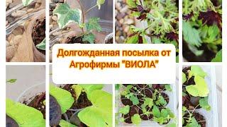 Долгожданная посылка из Агрофирмы "ВИОЛА".