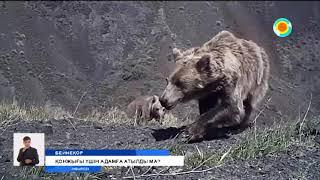 Алматы облысында тауда жүрген азаматты аю талап өлтірді