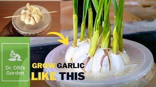 How to grow garlic at home | The disposable cup method | D.O.G.