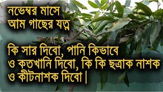 নভেম্বর মাসে আম গাছের পরিচর্যা | নভেম্বর মাসে আম গাছে সার প্রয়োগ | Mango plant care in winter