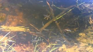 What are these Fish?