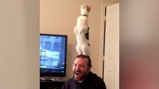 Are this the BEST CAT FAILS YOU'VE EVER SEEN or what?! - Extremely FUNNY CAT compilation