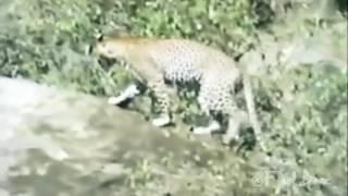 Baboons Attack Cheetah and Leopard