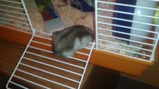 My fat hamster Ikes