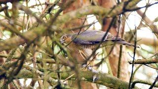 Eurasian Sparrowhawk (Accipiter nisus ) captured a Nuthatch