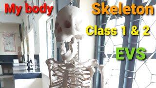 Class 1 & 2 EVS my body Internal organs #bones #skeleton #mybodyparts #kvschool #ncert #cbse #kvs