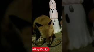 Mama Cat And A Fox Visit The Halloween Scene! 