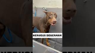 Kappa the Doberman #doberman #dobermanpinscher #dobie #doggrooming #doggroomer #dogbath #dogs