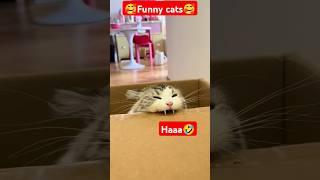 what are you doing#funny #pets #catcomedy #catvideos #cat#catshorts #funnyanimal #catlover#funnycat