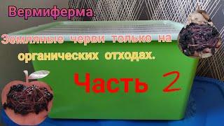 Вермиферма. Земляные черви только на органических отходах. Часть 2