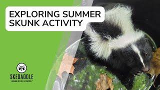 Exploring Summer Skunk Activity With Skedaddle Humane Wildlife Control