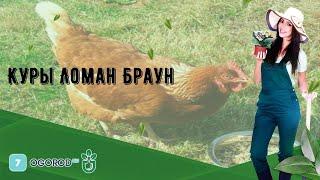Куры Ломан Браун