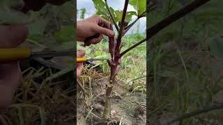 Okra is ready to eat#My Rural Life#Village Guardian #shorts #farming