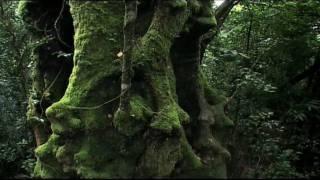 Rainforest: Beneath the Canopy Part 01