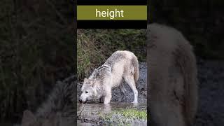 Facts about the Wolf #shorts AnimalTube - World of animals