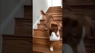 Duty calls  #dogtricks #funnydogvideos