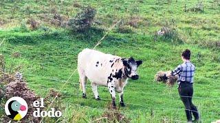 Couple finds terrified cow in their new home and gains its trust | The Dodo