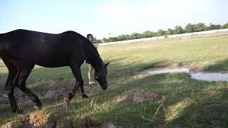 Girl Training Her Horse At Farm Koi