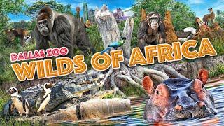 Zoo Tours: Wilds of Africa | Dallas Zoo