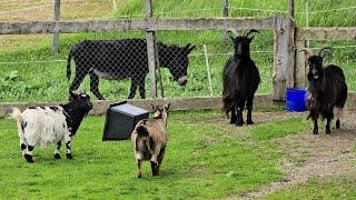 Swiss Village Life is the Best Life-How do people live in the Swiss Alpine Villages