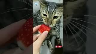 Кошачьи комедии.Веселые котики. Коты вегетарианцы кушают овощи. #веселый #овощи #short