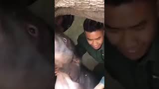 have you ever seen an  nursing️