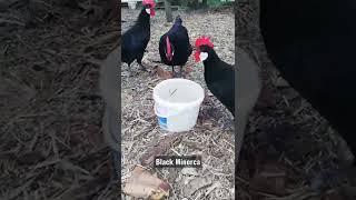 Large Black Minorca chicken, Spanish breed large white egg layers