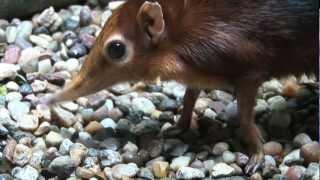 Giant Elephant Shrews!