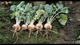 Growing and Harvesting Rutabagas -The Wisconsin Vegetable Gardener Straight to the Point