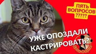 5 вопросов о кастрации кота / когда кастрировать кота/ можно сразу вакцинировать?