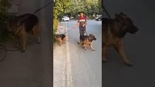 long coat German shepherd dog pair #phonk #music #pets