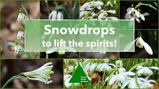  ꕥ Snowdrops to lift the spirits!