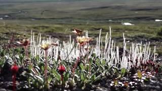 Chukotka. Irreality of existence...