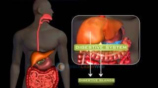 TECHNO Science class 6 - ORGAN SYSTEMS IN ANIMALS DIGESTIVE SYSTEM STRUCTURE AND PROCESS OF DIGES