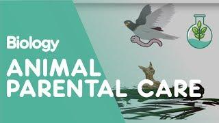 Animal Parental Care | Ecology & Environment | Biology | FuseSchool