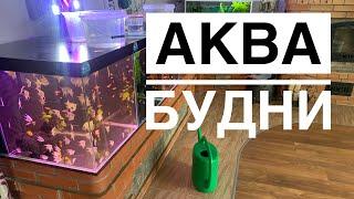 Аква будни - жизнь аквариумиста