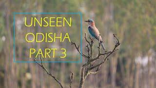 Unseen Odisha | Part 3 | Vetnai (Ganjam District) - village where deer & black bucks roam freely.