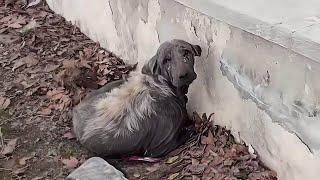 "Follow me, I will love you", The old dog who lost hope, looked up at me and broke in tears