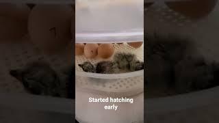 An early surprise this morning  #short #shorts #shortvideo