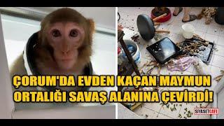 Çorum'da evden kaçan maymun ortalığı savaş alanına çevirdi!