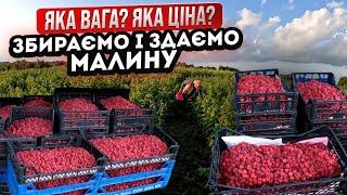 ЗБИРАЄМО І ЗДАЄМО МАЛИНУ. Скільки кілограмів назбирали і по якій ціні здали? Бізнес на малині.