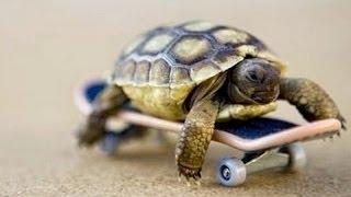 Funny and cute tortoise videos compilation