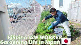 Gardening Life in Japan/Making liquid fertilizer/County Side/Green yard in Japan/cooking Life