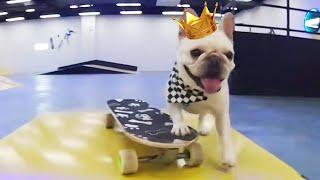 Dog indoor skateboarding is the king | 狗狗室内滑板运动是王者~