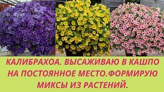 Калибрахоа. Высаживаюв в  кашпо на постоянное место. Миксы из калибрахоа. Уход после посадки.