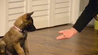 Belgian Malinois—Mishka—7 weeks old learning "Center, Roll-Over, Heel"