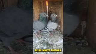 hare kabutar ka joda (new) sabji madin hare kabutar pigeon Delhi white pigeons